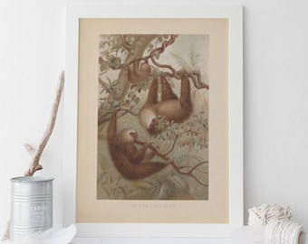 ANTIQUE ANIMAL DRAWING, Vintage Sloth Print, Antique Mammalogy Poster, Professional Reproduction, Vintage Animal Print, 1890s