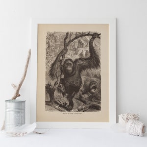 ANTIQUE ORANGUTAN DRAWING, Vintage Orangutan Print, Antique Mammalogy Poster, Professional Reproduction, Vintage Animal Print, 1890s