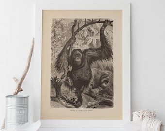 ANTIQUE ORANGUTAN DRAWING, Vintage Orangutan Print, Antique Mammalogy Poster, Professional Reproduction, Vintage Animal Print, 1890s