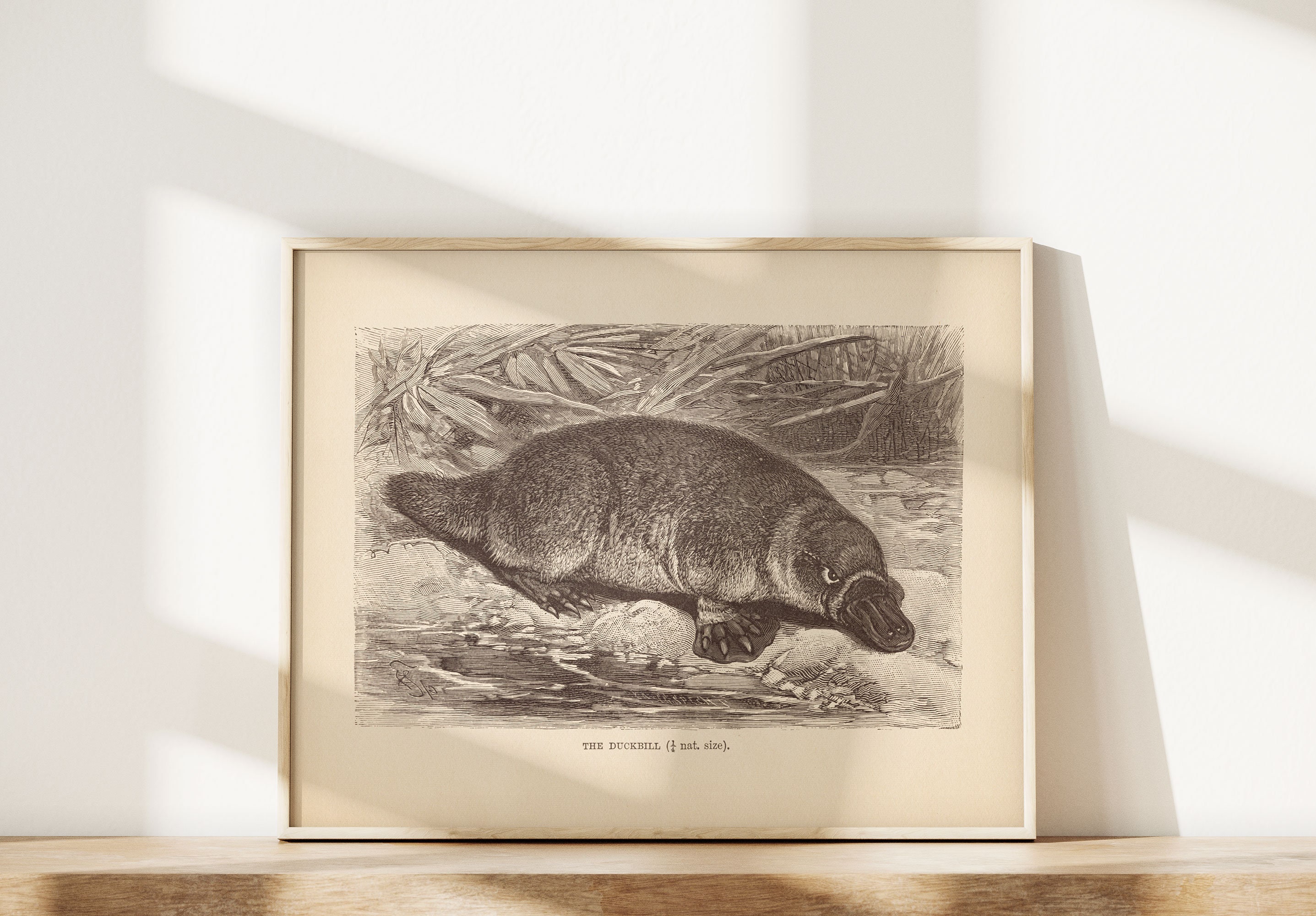 洋書 CLASSIC NATURAL HISTORY PRINTS MAMMALS Classic Natural