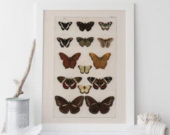 BUTTERFLY POSTER, Natural Home Decor Wall Art, Antique Butterfly Vintage Art Print, Nature Wall Art