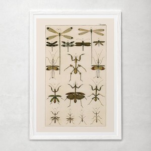 VINTAGE NATURE PRINT, Antique Nature Art Print, Antique Insect Print Butterfly Art Antique Natural History Print Wall Art Insect Art Print image 2