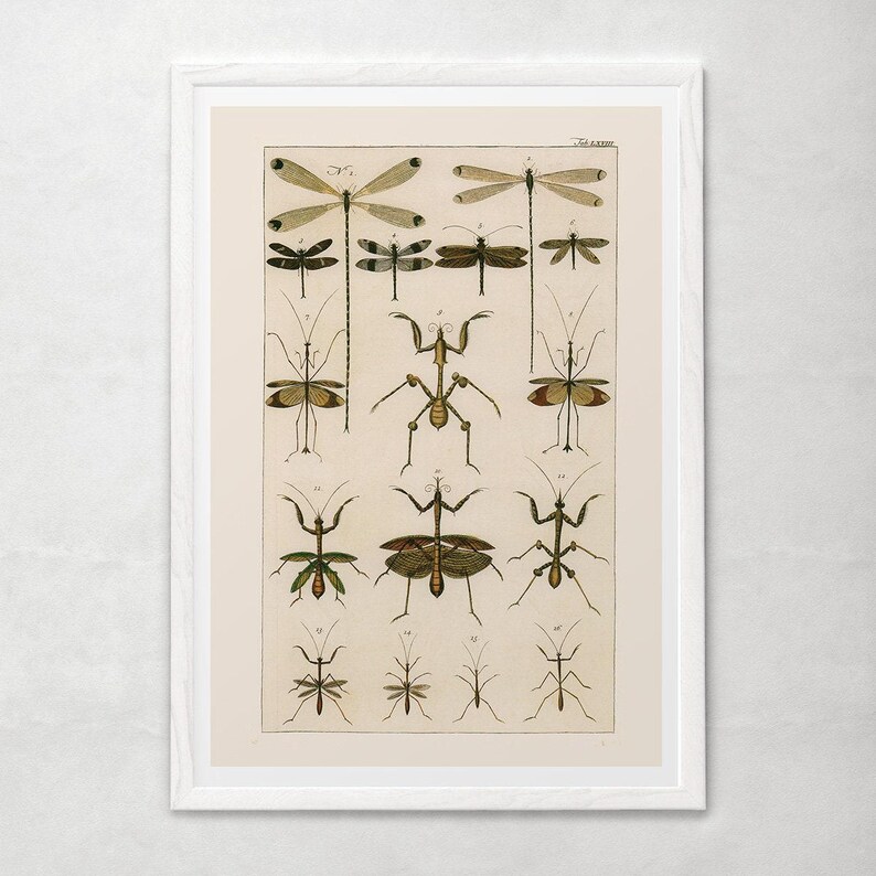 VINTAGE NATURE PRINT, Antique Nature Art Print, Antique Insect Print Butterfly Art Antique Natural History Print Wall Art Insect Art Print image 2