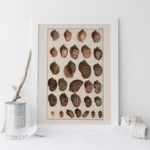 SEASHELL NATURE PRINT, Antikes Nautisches Wandbild, professionelle Reproduktion, Ocean Kunstdruck Altes Naturzeichen