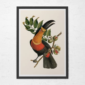 TOUCAN PRINT, Professional Quality Giclée Print, Antique Bird Print, Toucan Poster, Tropical Nature Print, Nature Wall Art