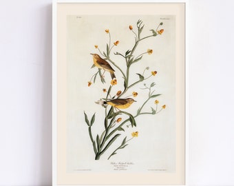 PALM WARBLER, Museum Quality, Giclée Print, John James Audubon, Bird Lover Wall Art, Nature Wall Art