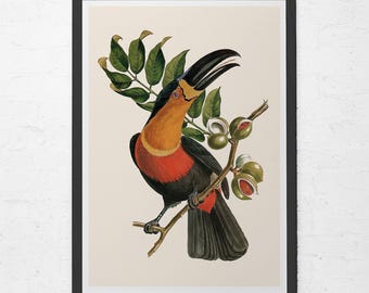 TOUCAN PRINT, Professional Quality Giclée Print, Antique Bird Print, Toucan Poster, Tropical Nature Print, Nature Wall Art