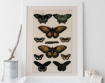 MODERN FARMHOUSE DECOR, High Quality Reproduction, Old Nature Print Butterfly Art Antique Natural History Print, Vintage Science Print