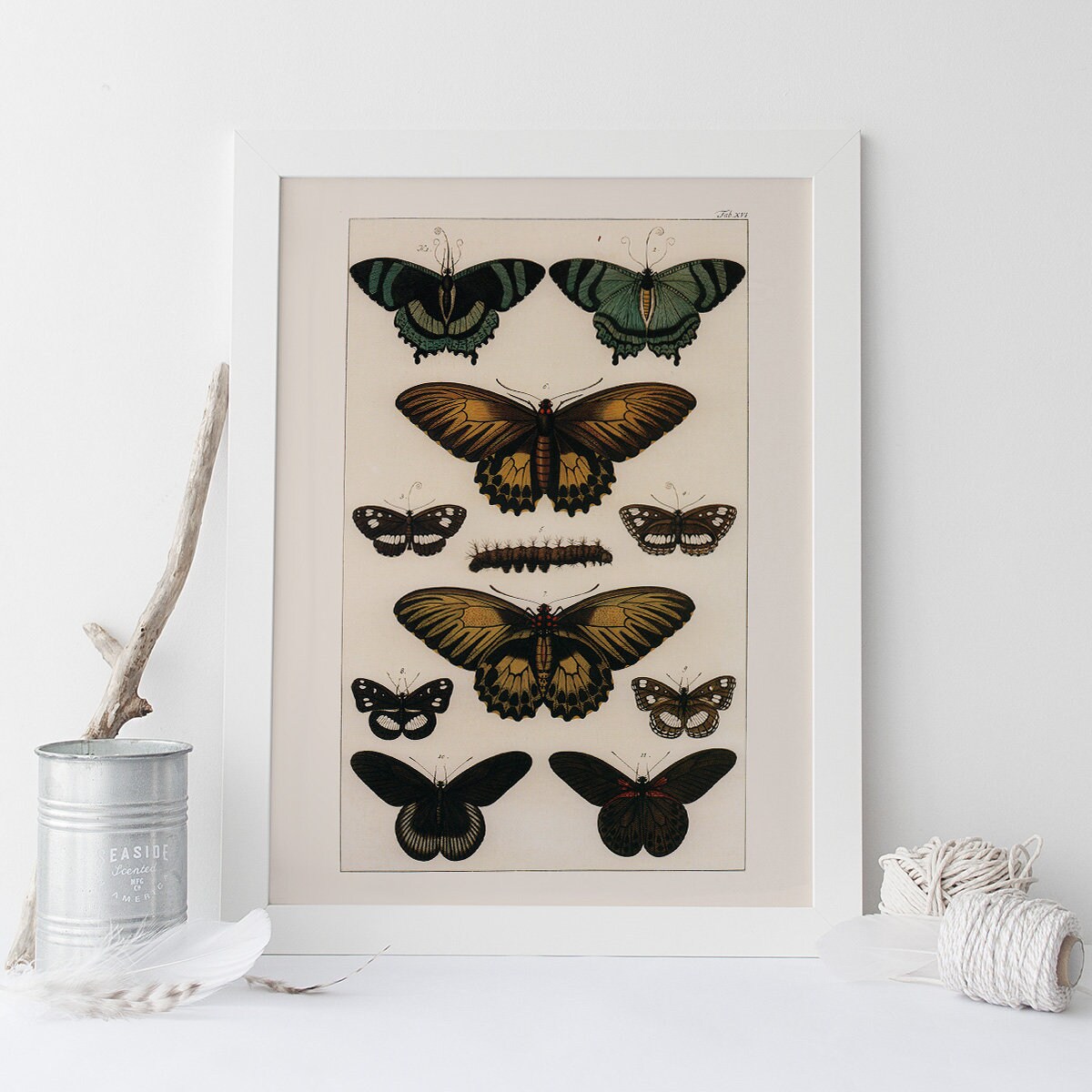DECORACIÓN DE GRANJA MODERNA, Reproducción de alta calidad, Impresión de naturaleza antigua, Arte de mariposas, Impresión de historia natural antigua, Impresión científica vintage