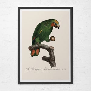 PARROT ART PRINT, Vintage Ornithology Print, Bird Lover Art, Professional Reproduction, Vintage Bird Print, Antique Nature Print,