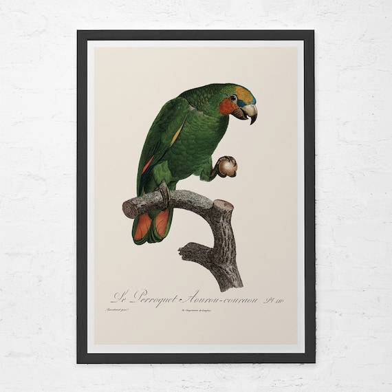 Antique Tropical Bird Poster ANTIQUE BIRD PRINT Pr Vintage Ornithology Print