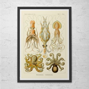 ERNST HAECKEL PRINT Nautical Print Antique Nature Print, Ribba Giclee Print, Beach House Decor Scientific Wall Art Vintage Science Print