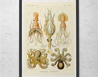 ERNST HAECKEL PRINT Nautical Print Antique Nature Print, Ribba Giclee Print, Beach House Decor Scientific Wall Art Vintage Science Print