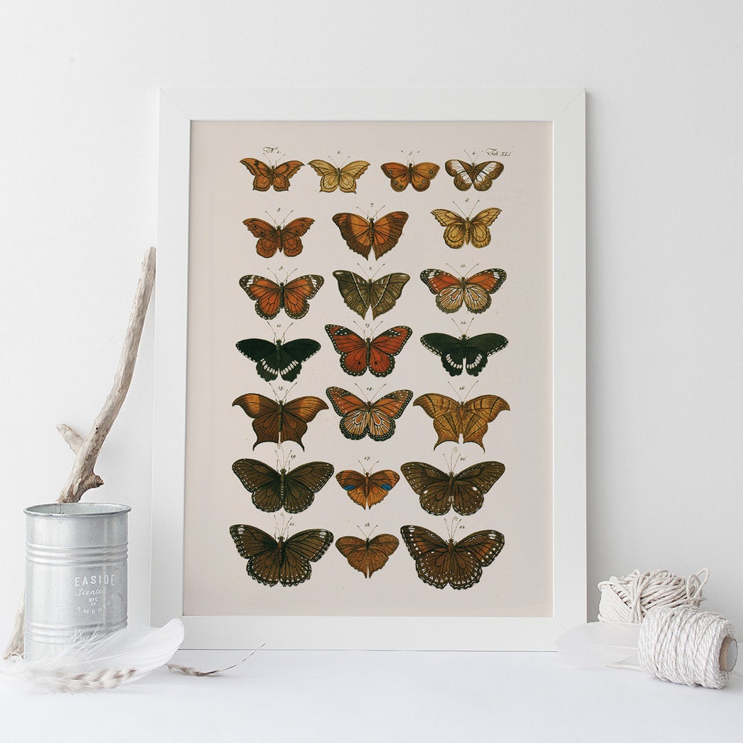 ANTIQUE BUTTERFLY POSTER, High Quality Reproduction, Nature Art Print ...
