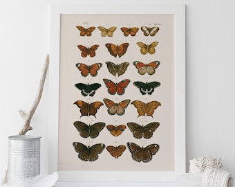 ANTIQUE BUTTERFLY POSTER, High Quality Reproduction, Nature Art Print Butterfly Art Natural History Print Nature Wall Art Butterfly Print