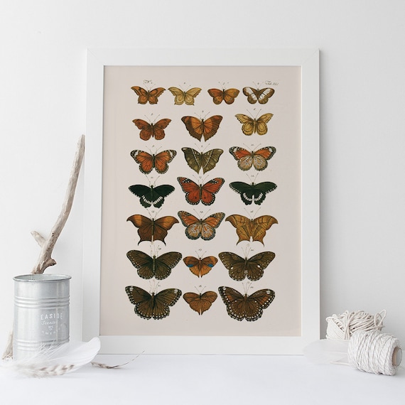 Antique Replica Butterflies Art Print Antique Replica Butterflies Art Print