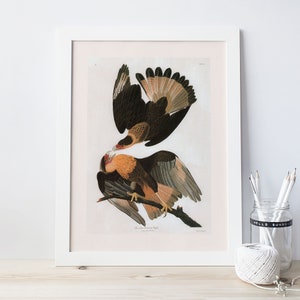 ANTIQUE EAGLE PRINT,  Various Sizes, High Quality Reproduction, John James Audubon, 19th Century Art, Nature Wall Art