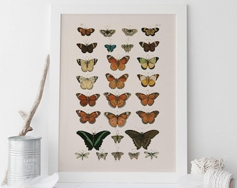 GIRLS ROOM DECOR, hochwertige Reproduktion, alte Naturdruck Schmetterling Kunst Antiker Naturgeschichte Druck, Vintage Wissenschaft Druck