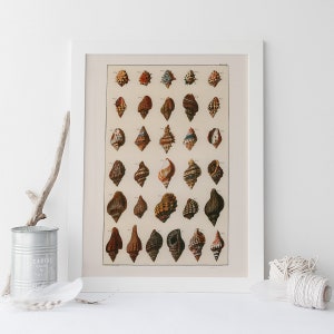 VINTAGE NAUTICAL PRINT, Antique Seashell Print, Professional Reproduction, Nautical Art Print Old Nature Print Nautical Wall Art Collage