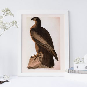 AUDUBON EAGLE PRINT, Washington Sea Eagle,  Professional Quality Giclée Print, John James Audubon, 19th Century Art,, Nature Wall Art
