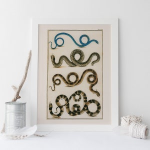 ANTIQUE NATURE PRINT, Vintage Serpent Print, Professional Reproduction, Antique Snake and Fauna Print Nature Wall Art Nature Art Print