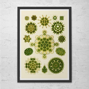 ERNST HAECKEL PRINT Nautical Print Antique Nature Print, Ribba Giclee Print, Beach House Decor Scientific Wall Art Vintage Science Print