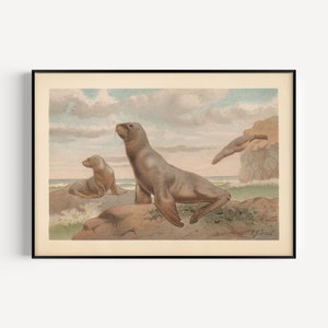ANTIQUE ZOOLOGY PRINT, Vintage Sea Lion Print, Antique Mammalogy Poster, Professional Reproduction, Vintage Animal Print, 1890s