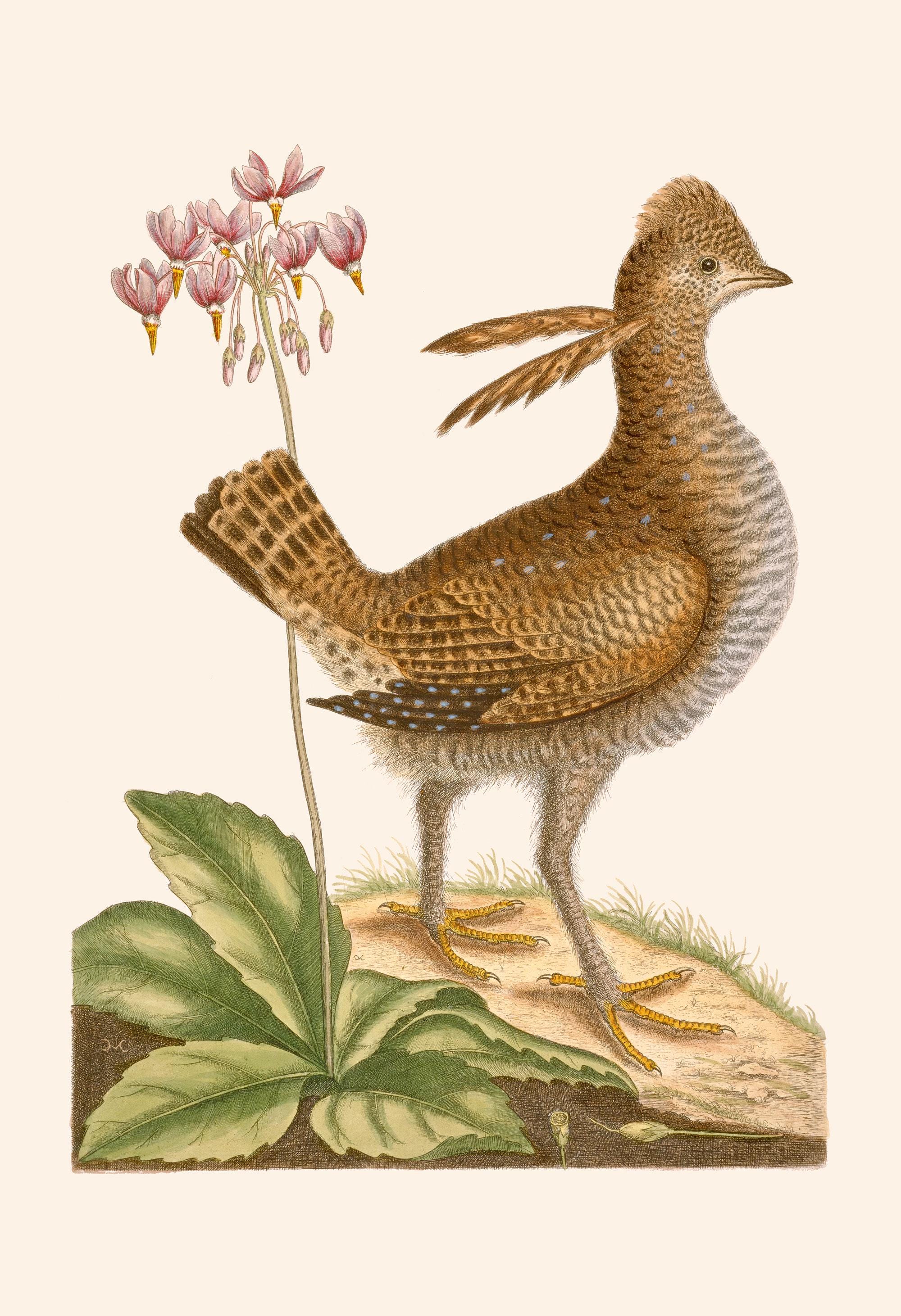 ANTIQUE BIRD PRINT, Vintage Ornithology Print, Antique Bird Poster