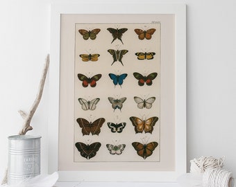 BUTTERFLY COTTAGE DECOR, Antique Nature Print, Nature Art Butterfly Art Antique Natural History Print Nature Wall Art Butterfly Print