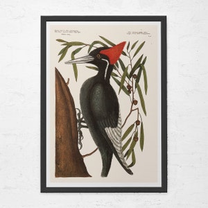 ANTIQUE WOODPECKER PRINT, Vintage Ornithology Print, Antique Bird Poster, Professional Reproduction, Vintage Bird Print, Nature Wall Art