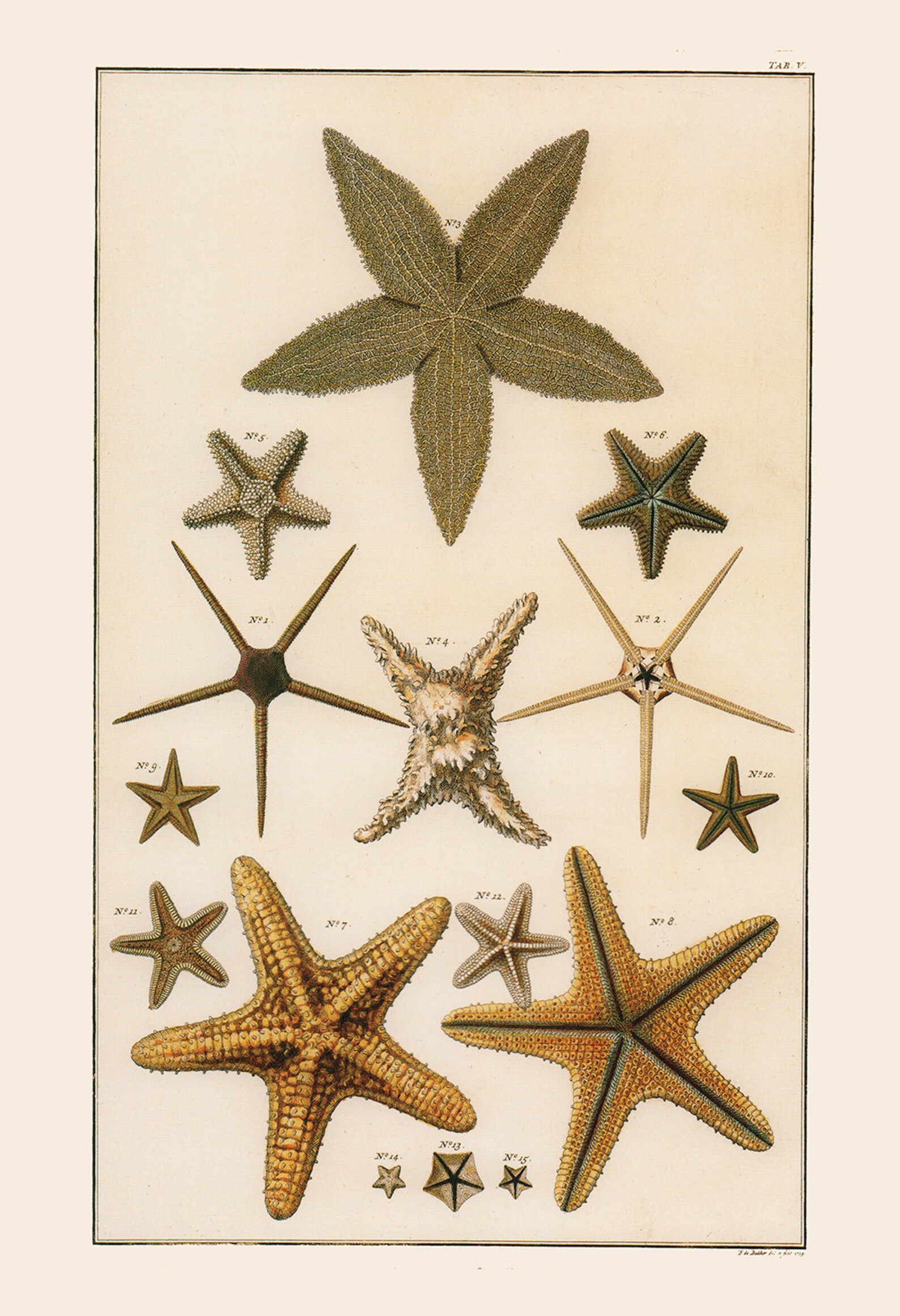 starfish retros