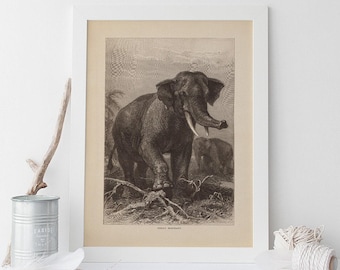 INDIAN ELEPHANT PRINT, Vintage Animal Print, Antique Mammalogy Poster, Professional Reproduction, Antique Zoology Decor, 1890s