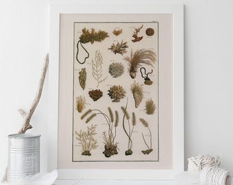AQUATIC PLANTS PRINT, Beautiful Reproduction, Antique Nature Print, Beach Art Antique Natural History Print Coral Print Sea Life Print