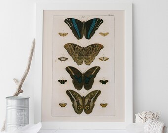 VINTAGE BUTTERFLY PRINT, High Quality Reproduction, Nature Art Print Butterfly Art Antique Natural History Print, Vintage Science Print