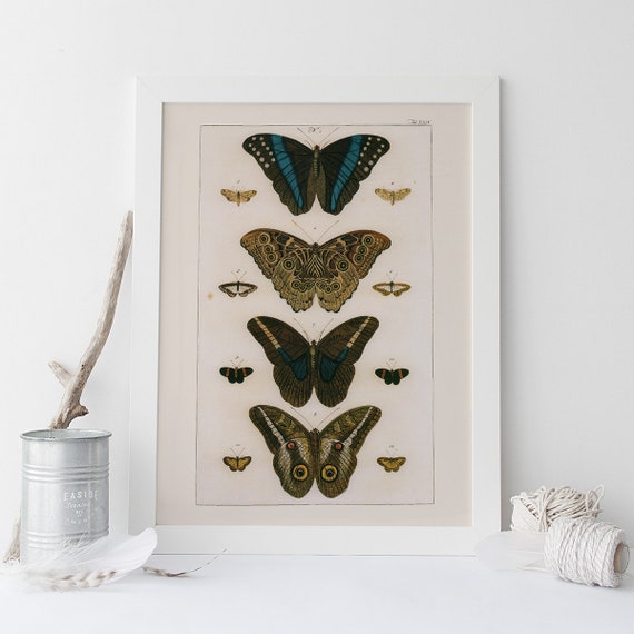 Antique Replica Butterflies Art Print Antique Replica Butterflies Art Print