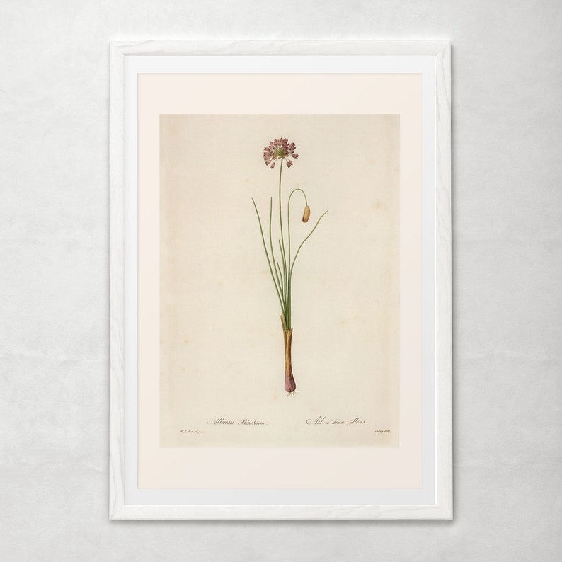 ANTIQUE FLOWER PRINT, Steller's Leek, Redouté, 19th Century Art, Botanical Illustration, Cozy Room Decor, Cottagecore, Nature Wall Art image 6