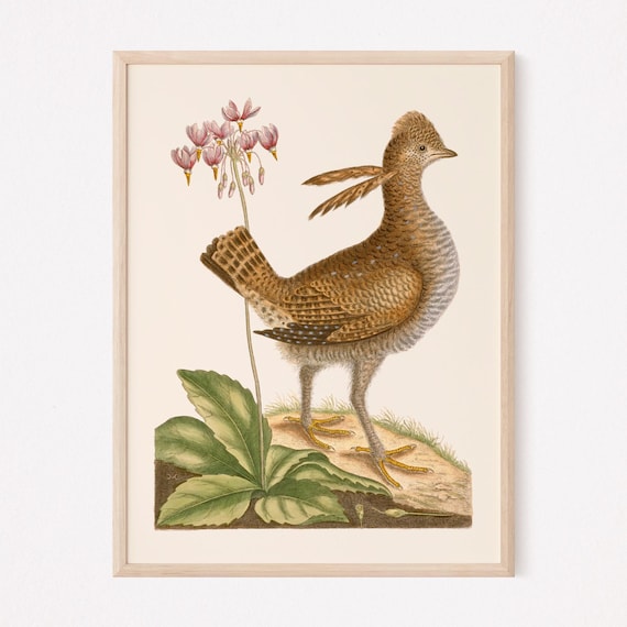 ANTIQUE BIRD PRINT, Vintage Ornithology Print, Antique Bird Poster