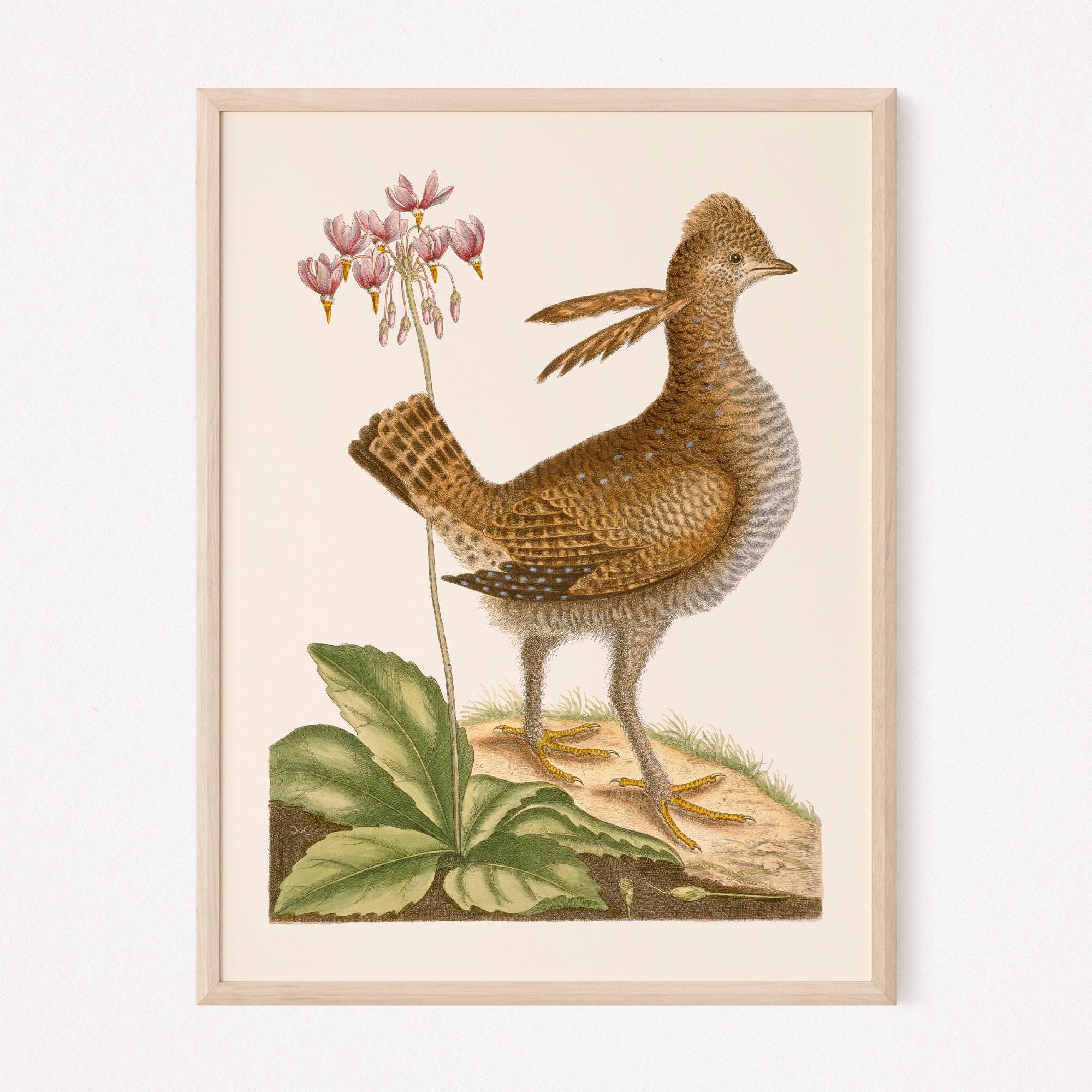 ANTIQUE BIRD PRINT, Vintage Ornithology Print, Antique Bird Poster