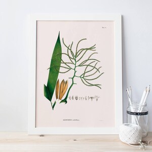 ANTIQUE BOTANICAL PRINT, Palm Tree Wall Art, Geonoma Leaf, Beach House Decor, Botanical Illustration, Nature Wall Art