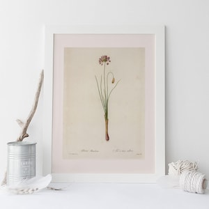 IMPRESSION DE FLEURS ANTIQUE, poireau de Steller, Redouté, art du XIXe siècle, illustration botanique, décoration de chambre confortable, cottagecore, art mural nature image 1