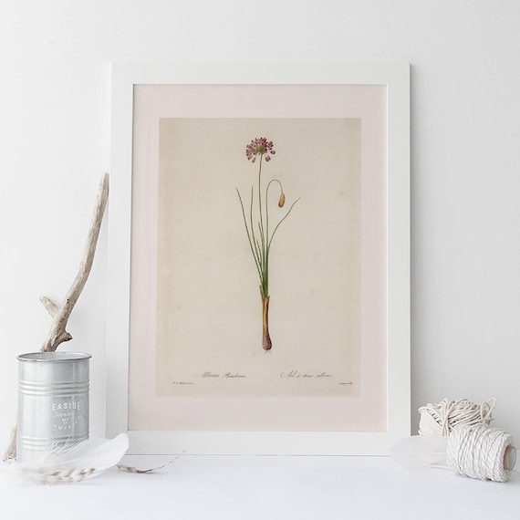 ANTIQUE FLOWER PRINT, Steller's Leek, Redouté, 19th Century Art, Botanical Illustration, Cozy Room Decor, Cottagecore, Nature Wall Art