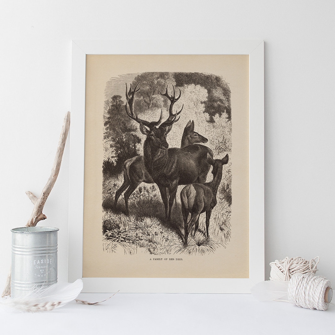 ANTIQUE ZOOLOGY PRINT Vintage Red Deer Print Antique Etsy