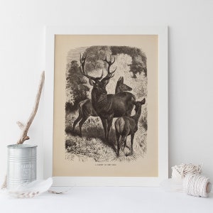 ANTIQUE ZOOLOGY PRINT, Vintage Red Deer Print, Antique Mammalogy Poster, Professional Reproduction, Vintage Animal Print, 1890s