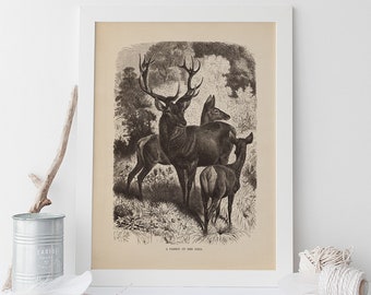 ANTIQUE ZOOLOGY PRINT, Vintage Red Deer Print, Antique Mammalogy Poster, Professional Reproduction, Vintage Animal Print, 1890s