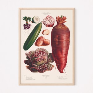 BOTANICAL KITCHEN PRINT, Food Lovers Gift, Kitchen Wall Art, Professional Reproduction, Vegetables Poster, Kitchen Wall Art, Cottagecore