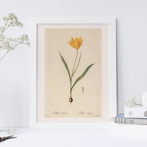 TULIP ART PRINT, Wild Tulip, Redouté, Professional Reproduction, 19th Century Art, Botanical Illustration, Cosy Room Decor, Cottagecore