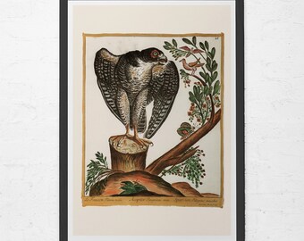 PEREGRINE FALCON PRINT, Vintage Ornithology Print, Antique Peregrine Falcon Print, Professional Reproduction, Vintage Bird Print, 1910s