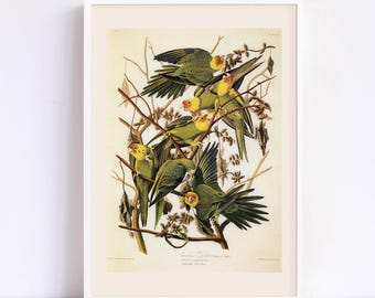 VINTAGE PARROT PRINT, Carolina Parrot, Male, Female, and Young, Audubon, 1820s, 1830s, Nature Wall Art