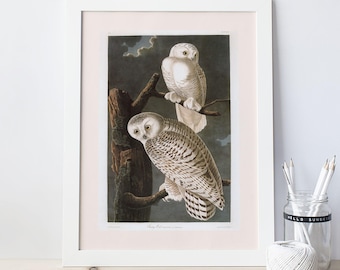 SNOWY OWL, Professional Quality Art Print, John James Audubon, American Nature Art, Bird Lovers Gift, Nature Wall Art