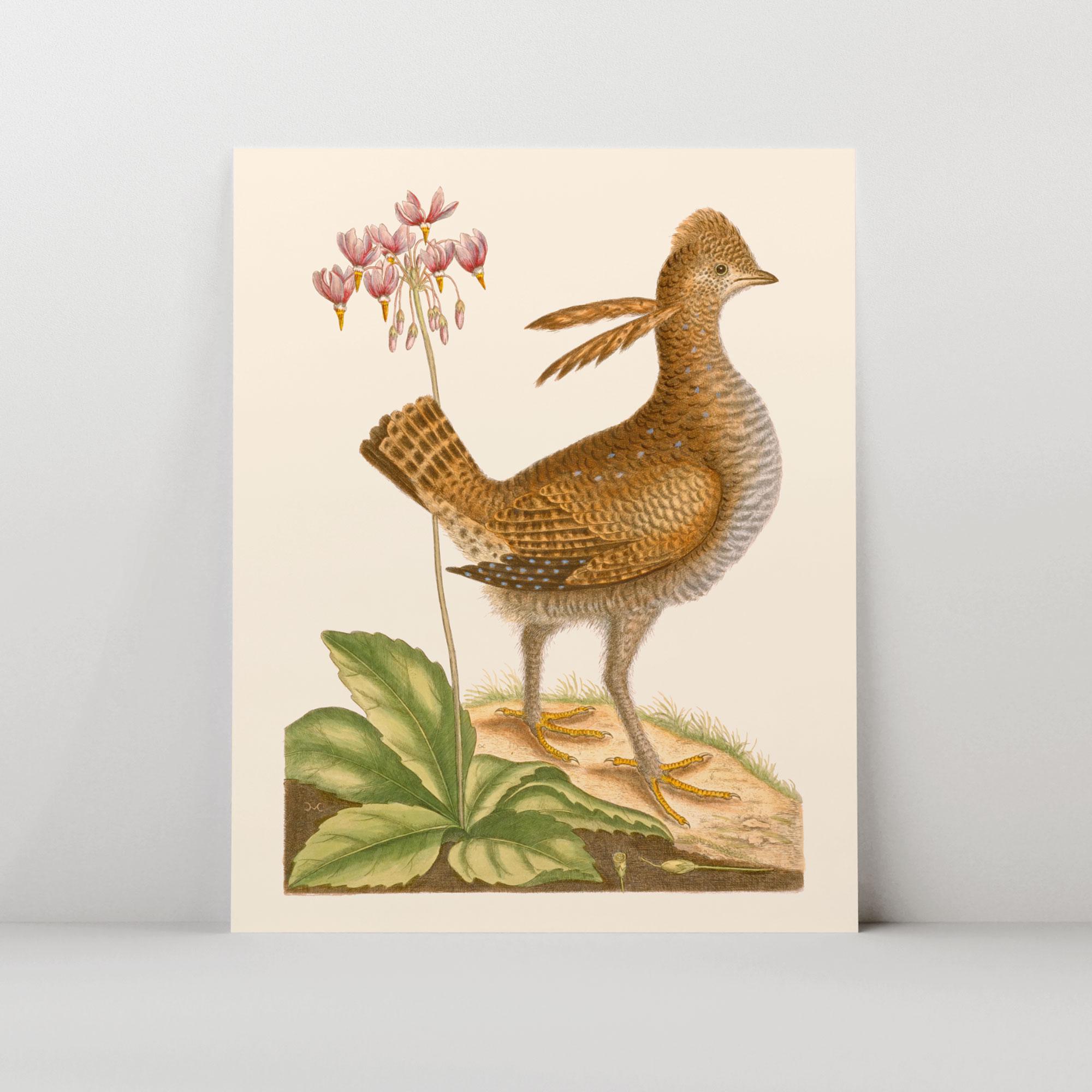 ANTIQUE BIRD PRINT, Vintage Ornithology Print, Antique Bird Poster